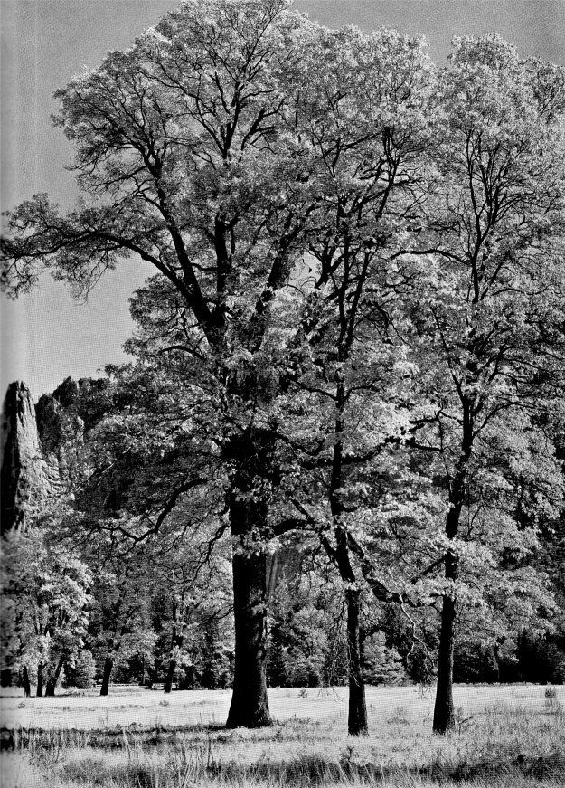Black Oaks by Ansel Adams