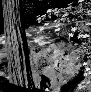 Dogwood by Ansel Adams