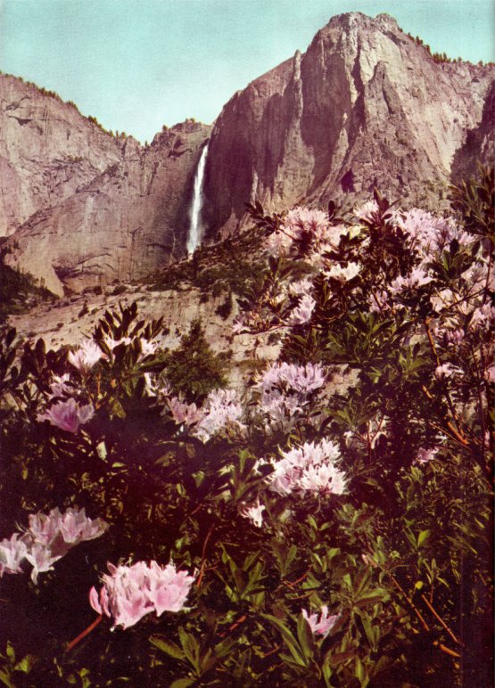 Frontispiece: Yosemite Falls and Western Azaleas by Ansel Adams