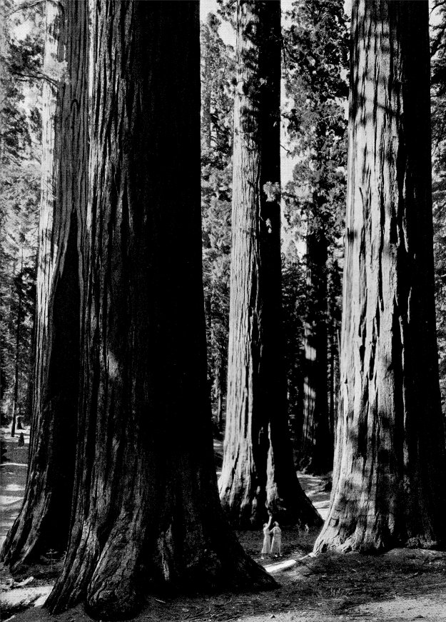 Mariposa Grove by Ansel Adams