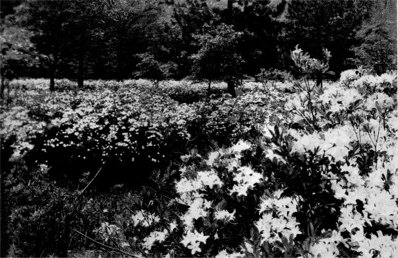 Western Azaleas, Indian paintbrush by Ansel Adams
