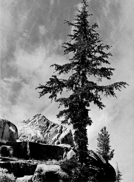 Timberline by Ansel Adams