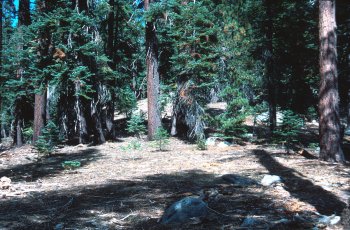 Tahoe moraine