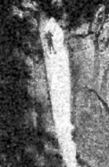 Lee 'Ah Wee' Chung, May 1884. Last know photograph