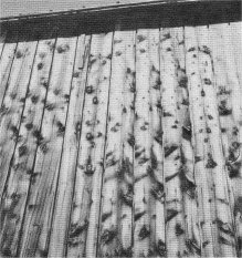 WALL OF BARN, BENNETTVILLE