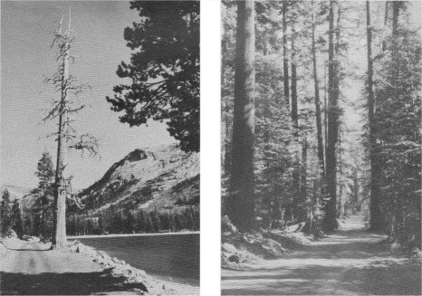 THE OLD TIOGA ROAD PASSED ALONG LAKE TENAYA AND THROUGH STATELY FORESTS.