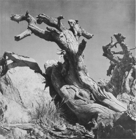 Whitebark Pine, Tioga Hill (back cover)