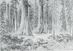 Sequoia Gigantea-South Grove, 1878, by Constance Frederica Gordon-Cumming