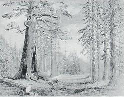 The Grizzly Giant-Sequoia, 1878, by Constance Frederica Gordon-Cumming