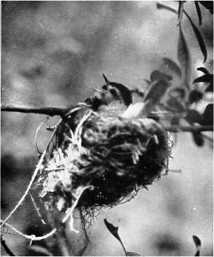 Male Western Warbling Vireo on the nest
