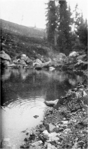 The Water Ouzel