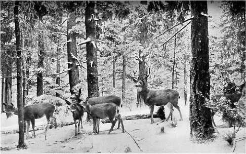 Rocky Mountain Mule Deer