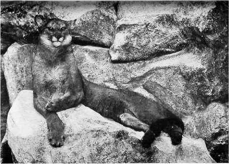 Mountain Lion or Cougar