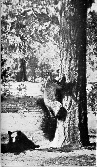 American Black Bear