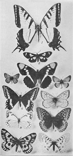 Some butterflies and moths of Yosemite National Park