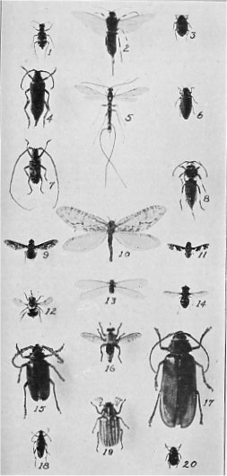 Some beetles, wasps, and flies of Yosemite National Park