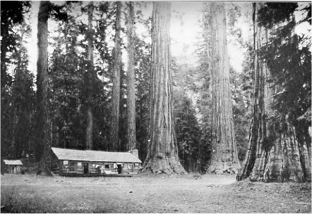 Big Tree Cabin in the Mariposa Grove