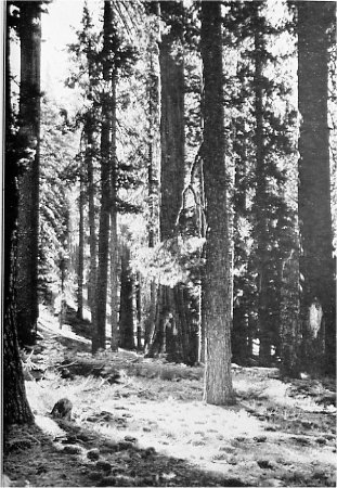 Typical Forest in the Mariposa Grove