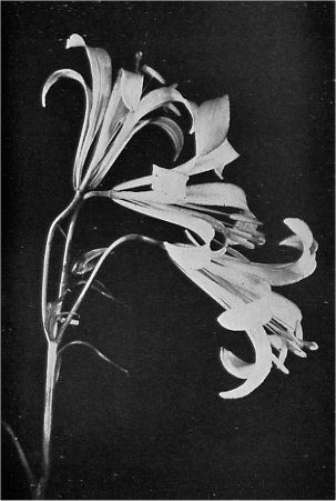 Washington Lily