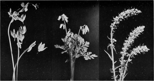 Shooting Star, Bleeding Heart, and Elephant Heads