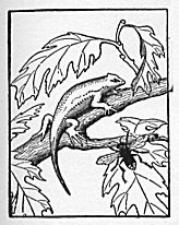 Reptiles and Amphibians of Yosemite National Park