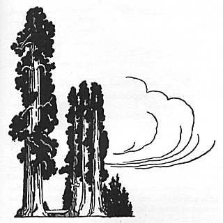 The Giant Sequoia