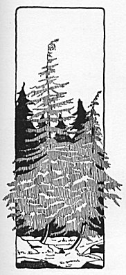 Trees of Yosemite National Park