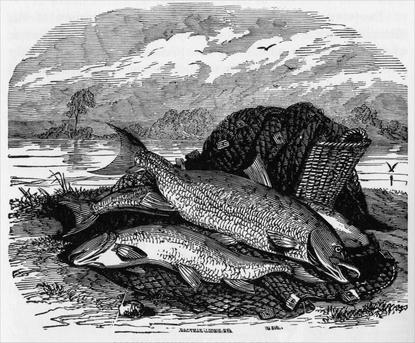 Salmon fishing—a group of salmon.