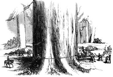 Boring down the original Big Tree with pump-augers.