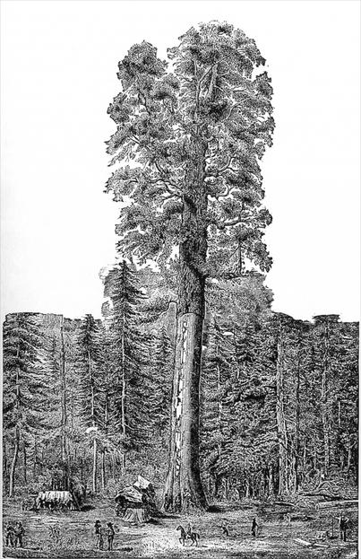 'Mother of the Forest' (321 feet in height, 84 feet in circumference, without the bark.)