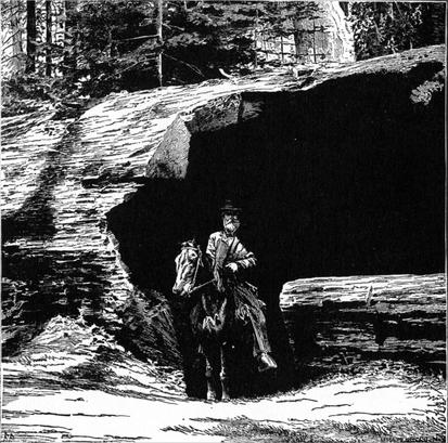 Horseman emerging from the Father of the Forest.