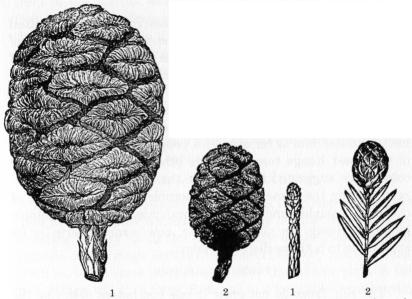 No. 1 represents the cone of the Sequoia gigantea, and No. 2 that of the Sequoia sempervirens. Natural size. No. 1 represents the male flower of the Sequoia gigantea, and No. 2 that of the Sequoia sempervirens. Natural size..