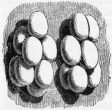 Eggs of the Horned Toad, natural size.