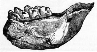 Fossilized mastodon’s tooth, and portion of jaw.