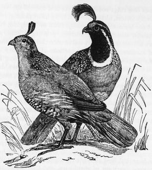 Pair of California Valley Quail.