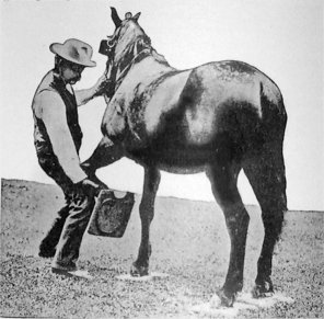 Horse on snow-shoes.