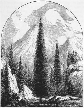 The Silver Fir, Abies Bracteata, Santa Lucia Mountains.