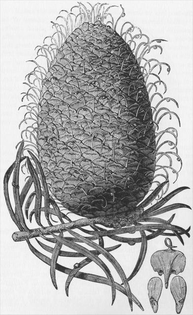 Cone of the Silver Fir, Abies Bracteata, Santa Lucia Mountains.