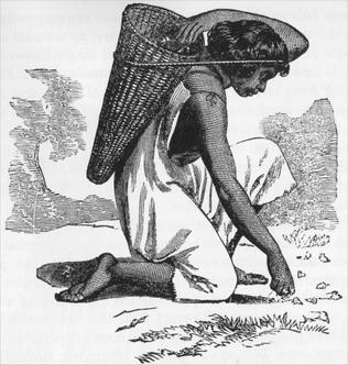 Indian woman gathering acorns.