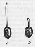 Fig. 41.—Acorn tops.
