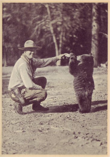 The bear cubs are the clowns of the forest. PHOTO BY A. C. PILLSBURY