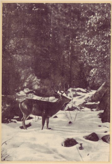 At least 20,000 deer make their home in Yosemite National Park. PHOTO BY J. V. LLOYD