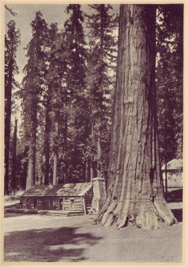 Galen Clark Cabin and a giant sequoia in the Mariposa Grove of Big Trees. PHOTO BY GEO. E. STONE