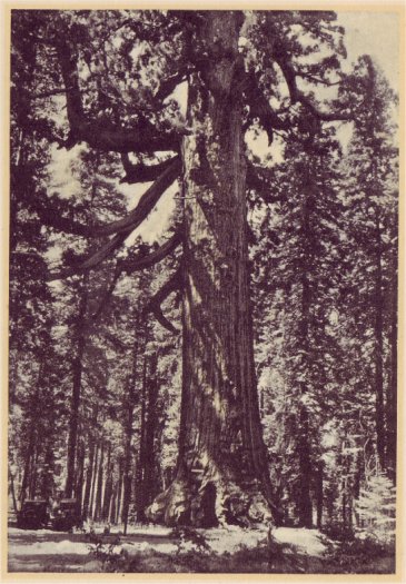 The Grizzly Giant, 93 feet around, 204 feet high, monarch of the Mariposa Grove of Big Trees. PHOTO BY BEST STUDIO