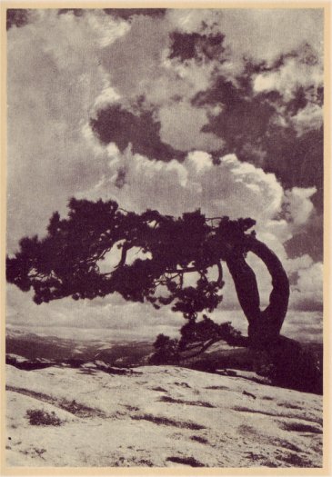 A Jeffrey Pine growing from the rock of Sentinel Dome, 8,117 feet above sea level. PHOTO BY A. C. PILLSBURY