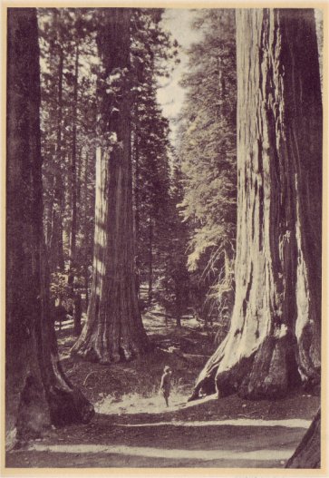 The Temple of the Trees, in the Mariposa Grove of Giant Sequoias. PHOTO BY GEO. E. STONE