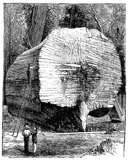 Big Tree (giant Sequoia) felled by pump augers