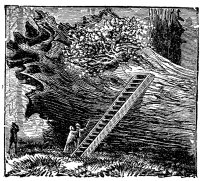 Big Tree stump (giant Sequoia)