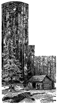 First Cabin, Mariposa Grove