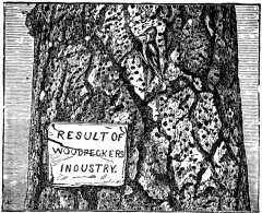 Result of Woodpeckers Industry (holes in tree)